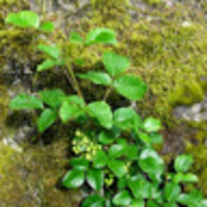 Meet your Posher, Jan